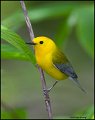 _0SB9636 prothonotary warbler